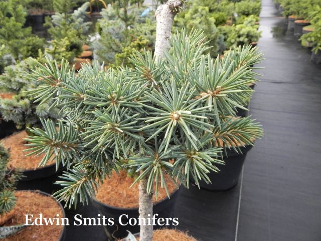 Picea pungens 'Ruslyn's Blue Moon'